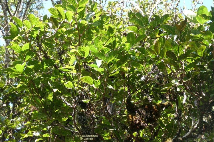 Molinaea alternifolia.tan Georges.sapindaceae.endémique Réunion Maurice.  P1035812