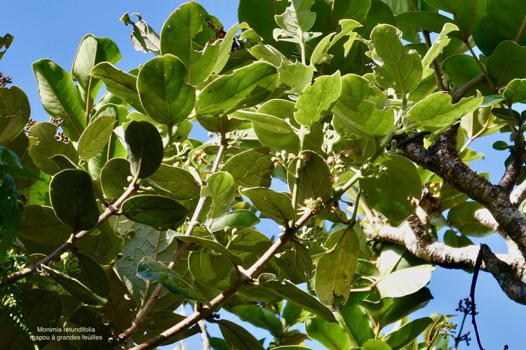 Monimia rotundifolia .mapou à grande feuilles . ( pied mâle )monimiaceae. endémique Réunion.P1035897