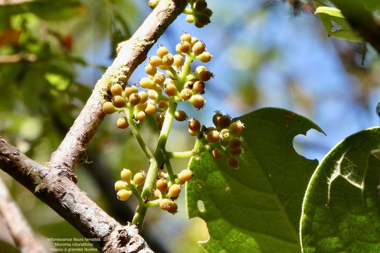 Monimia rotundifolia.mapou à grandes feuilles.( inflorescence /fleurs femelles ) monimiaceae.endémique Réunion.P1035834
