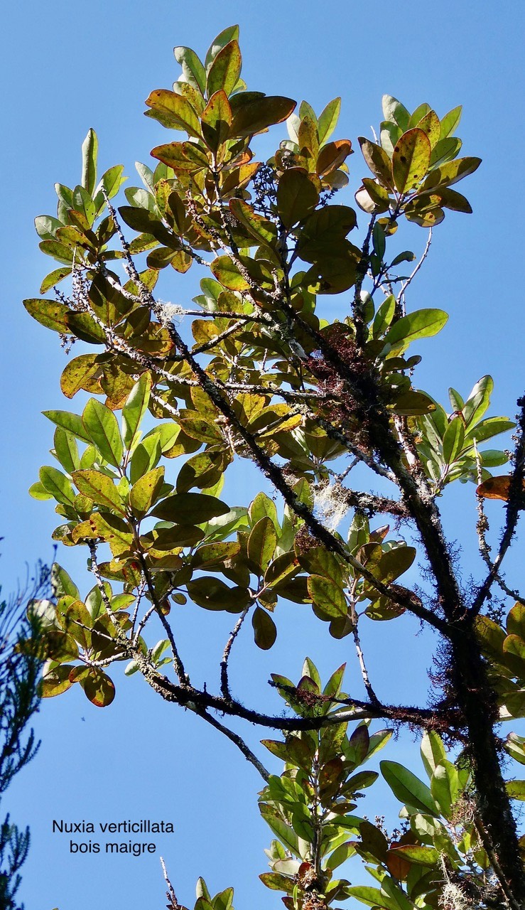 Nuxia verticillata.bois maigre.stilbaceae.endémique Réunion Maurice.P1035782