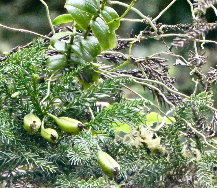 Oeonia rosea. ( sur cryptomeria )( avec fruits ) orchidaceae.endémique Madagascar Mascareignes.P1035641