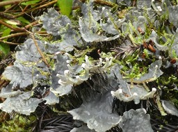 Peltigera hymenina ? - Lichen - PELTIGERACEAE - P1050196
