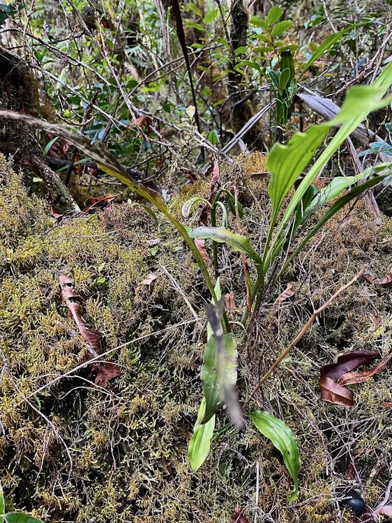 Phaius pulchellus  avec des fruits.orchidaceae .endémique Réunion Maurice Madagascar.IMG_3162