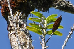Plant d'orchidée avec un fruit sur un arbre mort.P1035848