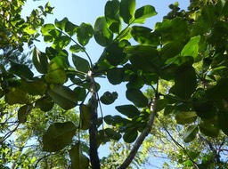 Polyscias repanda ? bernieri ? - Bois de papaye - ARALIACEAE - Endémique Réunion - P1050225