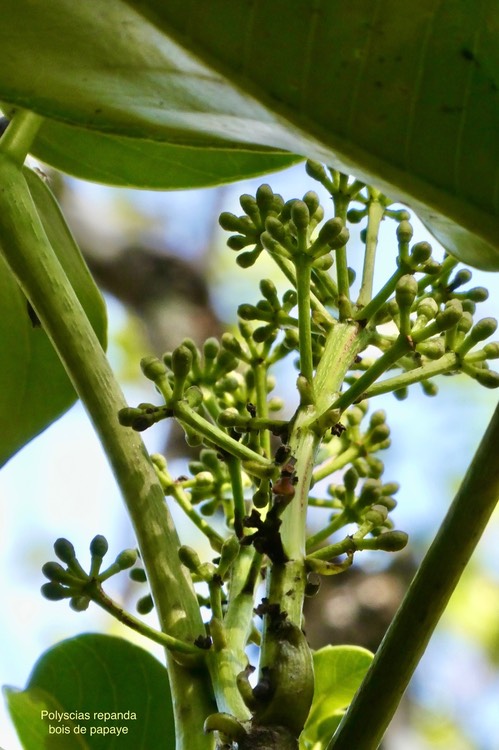 Polyscias repanda .bois de papaye ( inflorescence )araliaceae.endémique Réunion.P1035891