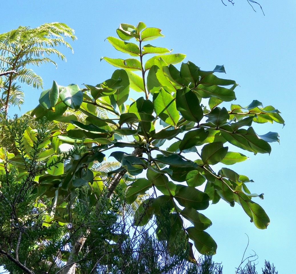 Polyscias repanda .bois de papaye.araliaceae.endémique Réunion.P1035882