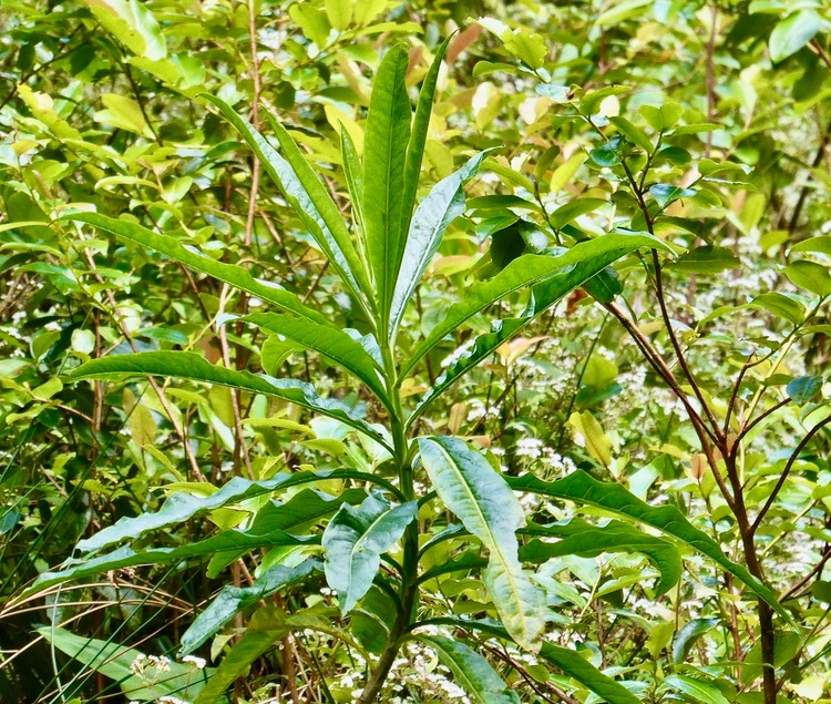 Psiadia laurifolia.bois de tabac.asteraceae.endémique Réunion.P1035712