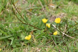 Ranunculus bulbosus - Bouton d'or - RANUNCULACEAE - Europe occidentale - Potentiellment envahissante - MB2_8342