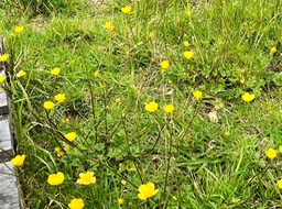 Ranunculus bulbosus. renoncule bulbeuse. ranunculaceae.potentiellement envahissante.IMG_3060