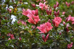 Rhododendron sp - Azalée - ERICACEAE - Himalaya, Inde, Chine - MB2_8335