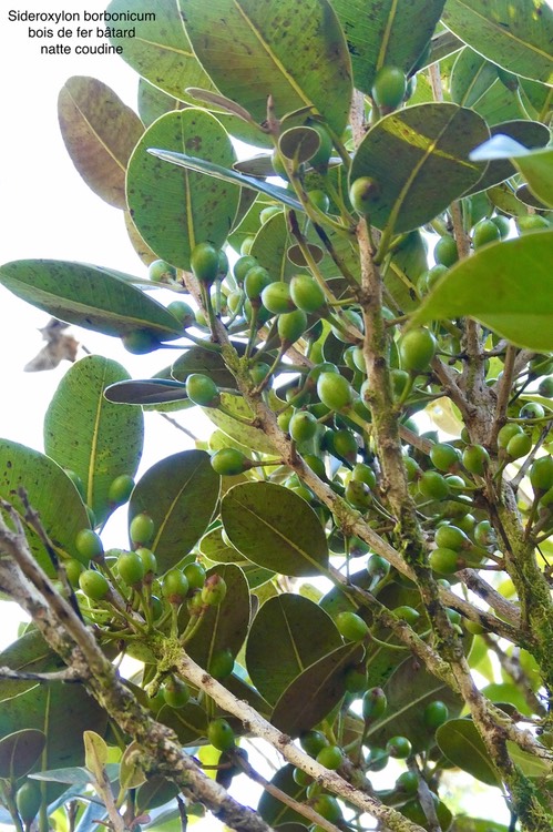 Sideroxylon borbonicum.bois de fer bâtard.natte coudine.sapotaceae.endémique Réunion.P1035857