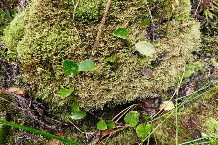 Smilax anceps.liane croc de chien dans la mousse. smilacaceae. indigène Réunion. P1035714