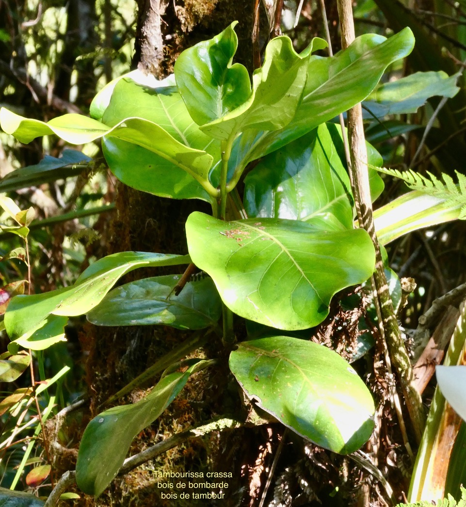 Tambourissa crassa.bois de bombarde.bois de tambour.monimiaceae.endémique Réunion.P1035796