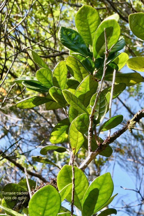 Turraea cadetii.bois de quivi.meliaceae;endémique Réunion.
