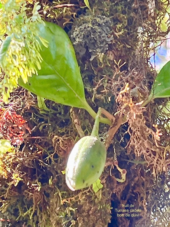 Turraea cadetii.bois de quivi. (fruit ) meliaceae.endémique réunion.IMG_3149