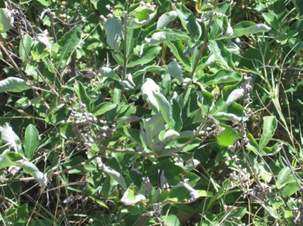 Vitex trifolia
Bois caméléon IMG_0217