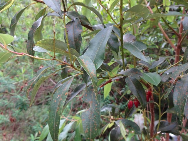 4 Agarista salicifolia Bois de rempart DSC00338