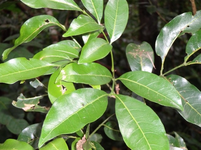 60 1  Molinaea alternifolia Tan Geor ges et domatie dtail   DSC00289