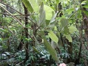 61 1 Monimia rotundifolia Mapou  grandes feuilles