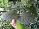 61 2 Monimia rotundifolia Mapou feuille  DSC00309