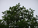 6 1 Allophylus borbonicus Bois de merle inflorescences DSC00362