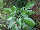 6 2 Allophylus borbonicus Bois de merle DSC00374