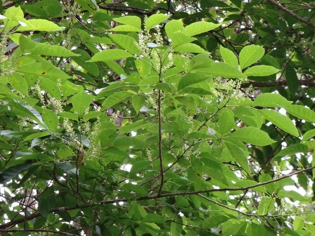 6 3 Allophylus borbonicus Bois de merle feuilles envers et inflorescences DSC00365