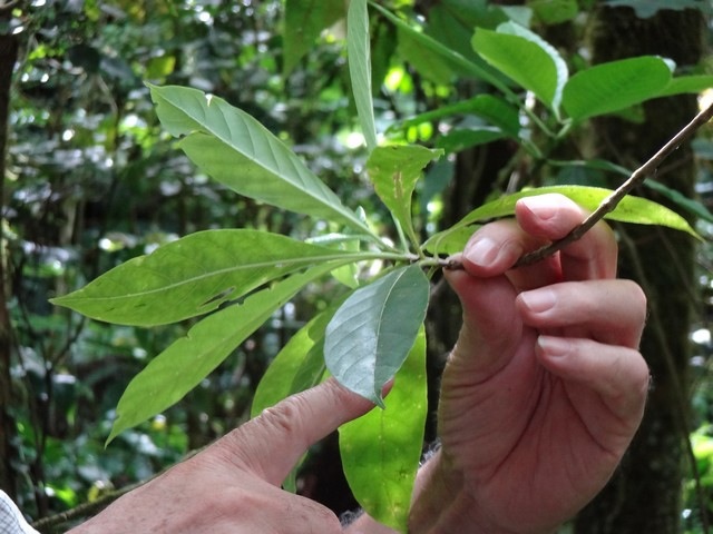 8 2  Antirhea borbonica Bois d'osto envers des feuilles DSC00310
