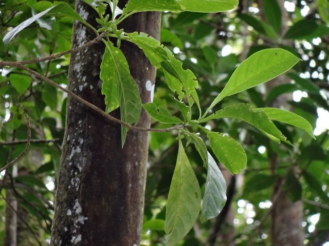 8 3 Antirhea borbonica Bois d'osto fruits DSC00325