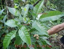 BAc- Bois de merle- Allophyllu s borbonicus- Sapindace-M