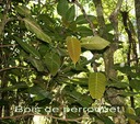 BAc- Bois de perroquet- Cordemoy a integrifolia-Euphorbiace-M