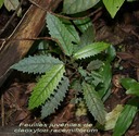 BAc- Bois d'oiseau- Claoxylon  racemiflorum-Euphorbiace-E