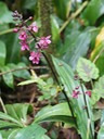 BAc- Calanthe sylvatica- Orchidace- I