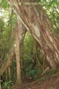 BAc- Base d'un Grand Affouche-Ficus densifolia