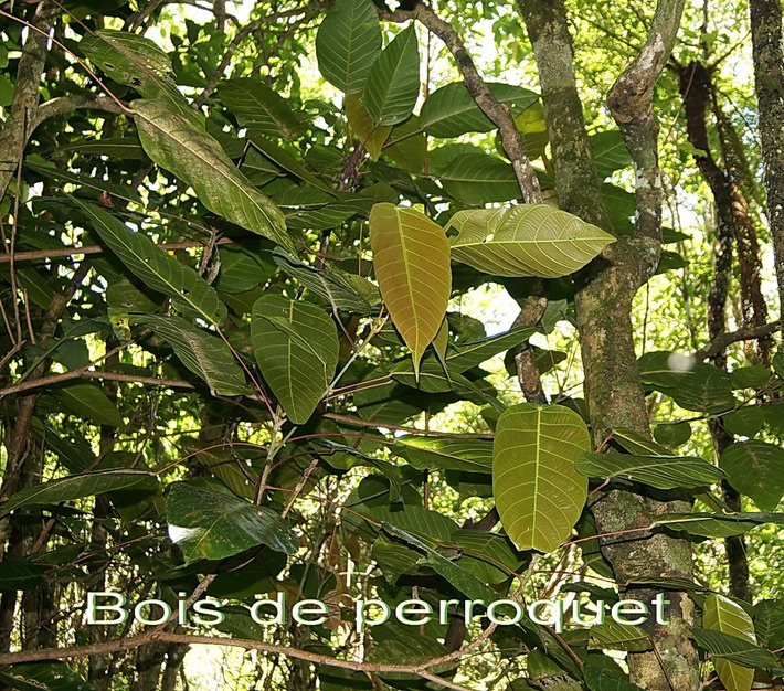 BAc- Bois de perroquet- Cordemoy a integrifolia-Euphorbiace-M