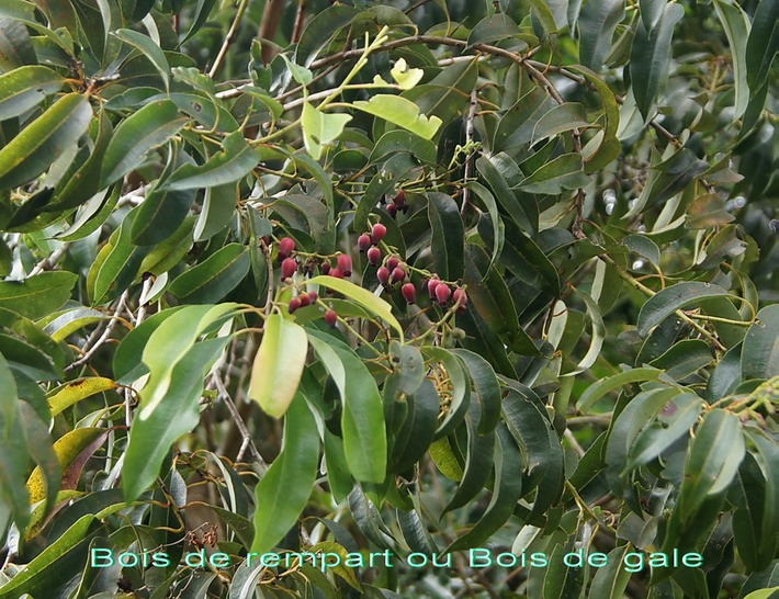BAc- Bois de rempart- Agarista s alicifolia-Ericace-Indigne