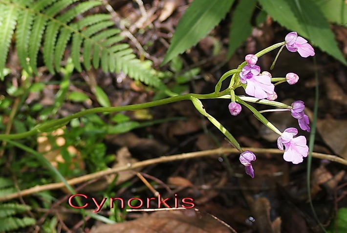 BAc- Cynorkis purpurascens-Orchidace-I