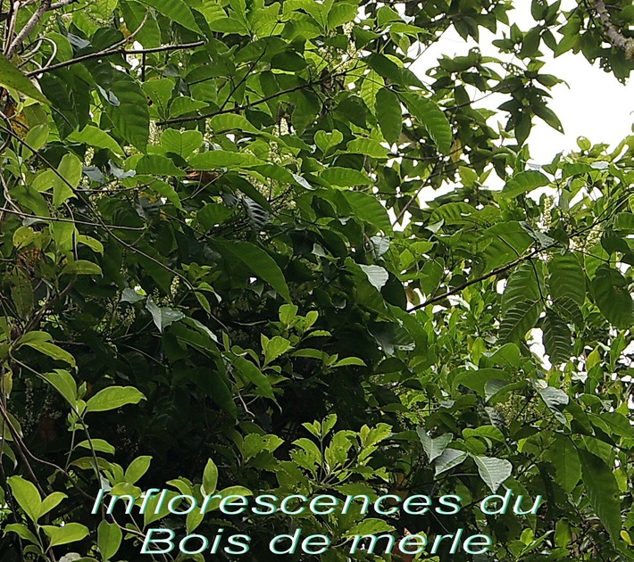 BAc- Inflorescence du Bois de merle- Allophyllus borbonicus - Copie