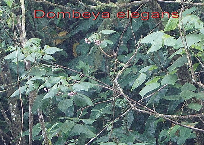 BAc- Mahot rose- Dombeya elegans- Malvace-E