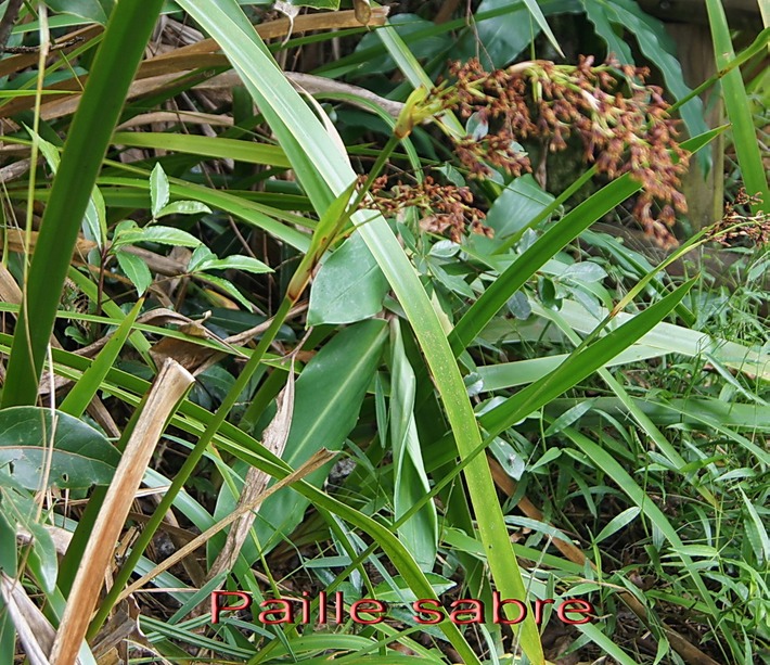 BAc- Paille sabre- Machaerina  iridifolia- Cyprace- I