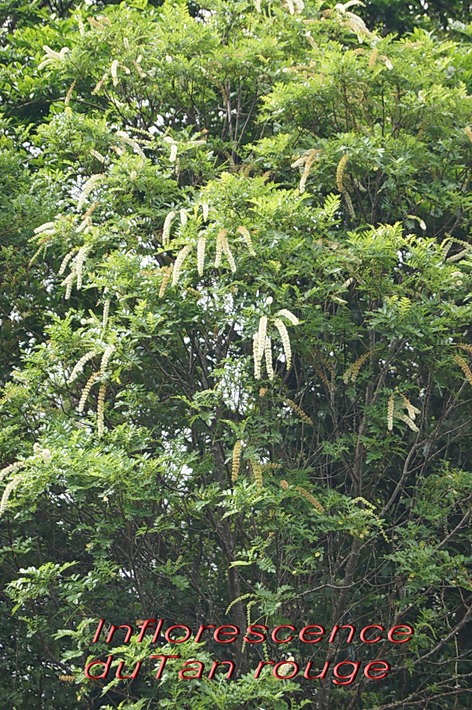 BAc- Tan rouge- Weinmannia tinctoria- Cunoniace-M