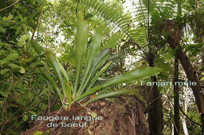BAc-Antrophyum giganteum et Cyathea borbonica