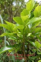 BAc-Bois de cabri blanc- Antidesma  madagascariense-Euphorbiace-I
