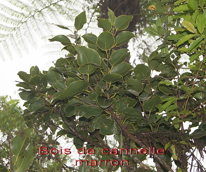 BAc-Bois de cannelle marron- O cotea obtusata- Laurace-M