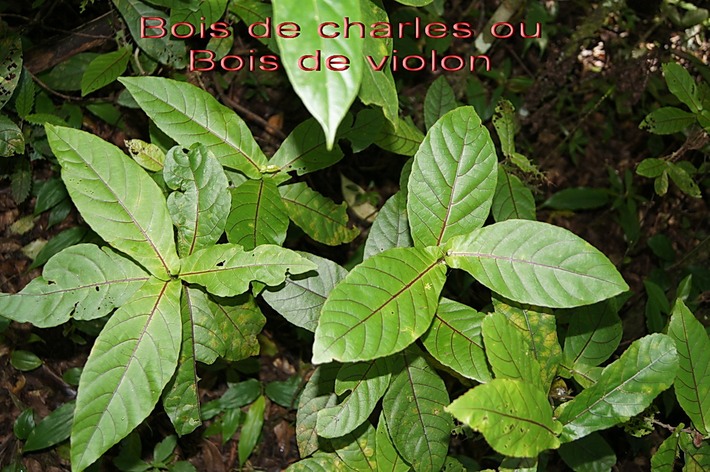 BAc-Bois de charles ou Bois de violon- A calypha integrifolia- Euphorbiace-RM