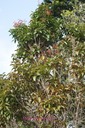 BAc-Bois de pomme-Syzygium cymosum -Myrtace - E R-M
