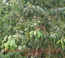 BAc-Bois de rempart ou Bois de gale-  Agarista salicifolia- Ericace-I