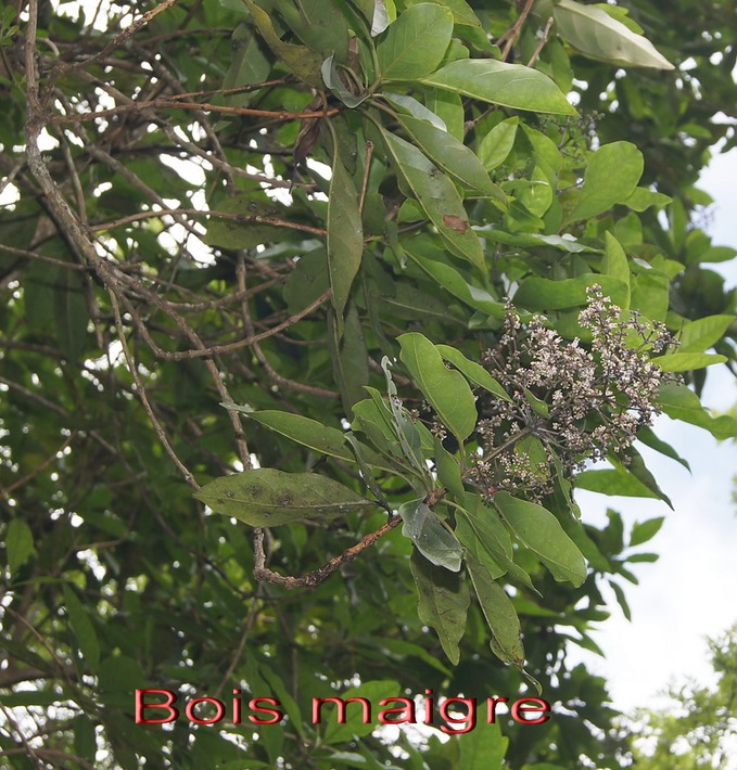 BAc-Bois maigre- Nuxia verticillata - Stilbace-M