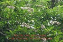 BAc-Bois source - Vernonia fimbrillifera- Asterace-E